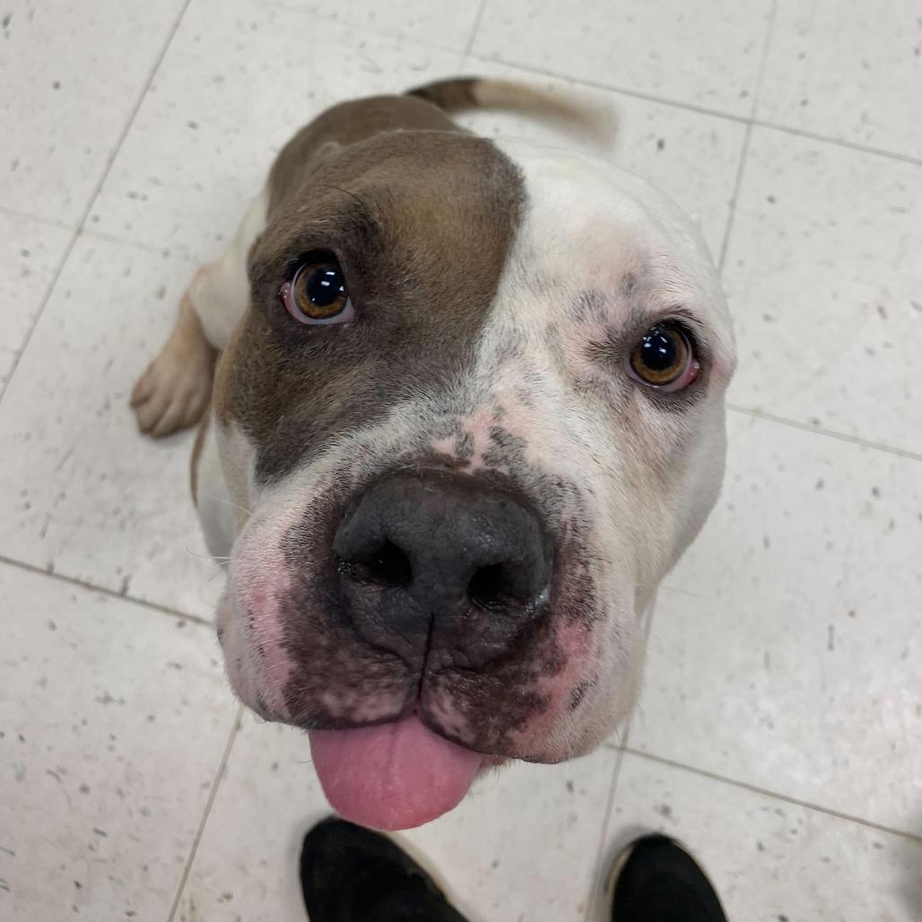 Enlarge Ranger Cream Soda, a Adoptable Mixed Breed in Davenport, IA image 2/6