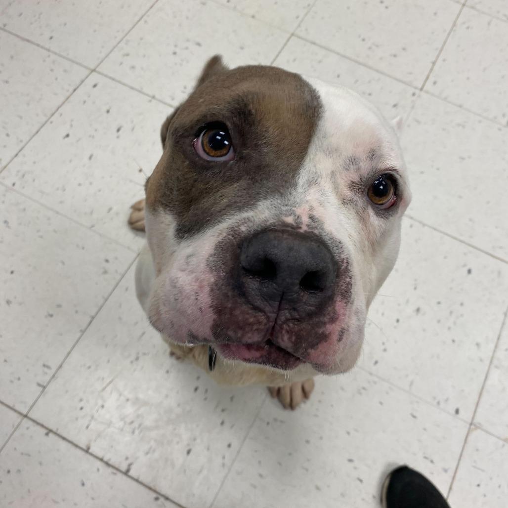 Enlarge Ranger Cream Soda, a Adoptable Mixed Breed in Davenport, IA image 3/6