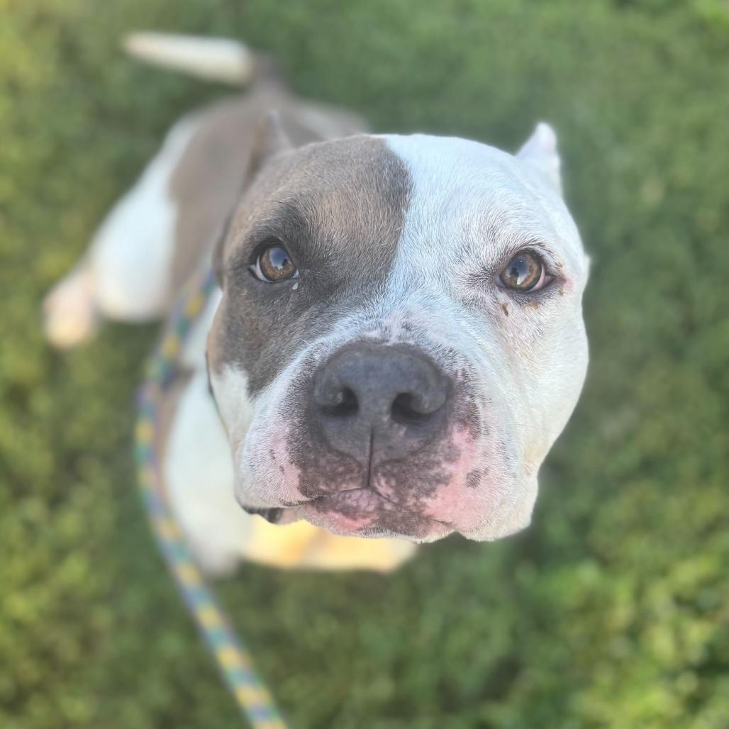 Enlarge Ranger Cream Soda, a Adoptable Mixed Breed in Davenport, IA image 4/6