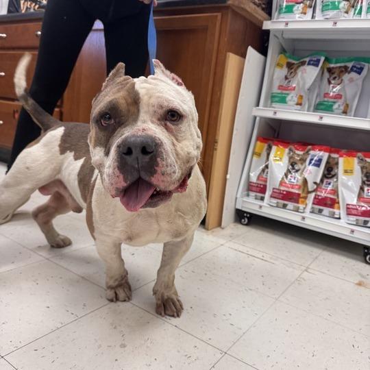 Enlarge Ranger Cream Soda, a Adoptable Mixed Breed in Davenport, IA image 4/6