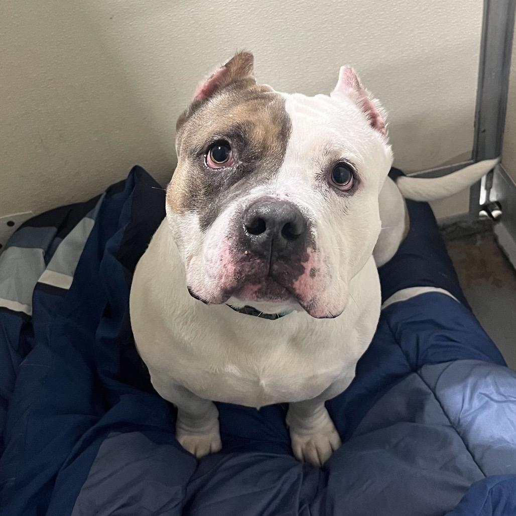 Enlarge Ranger Cream Soda, a Adoptable Mixed Breed in Davenport, IA image 5/6