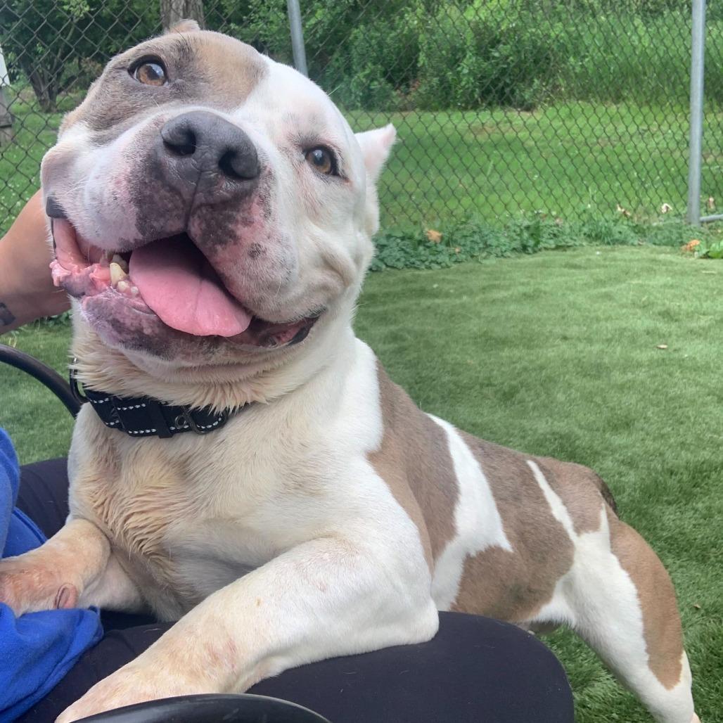 Enlarge Ranger Cream Soda, a Adoptable Mixed Breed in Davenport, IA image 6/6