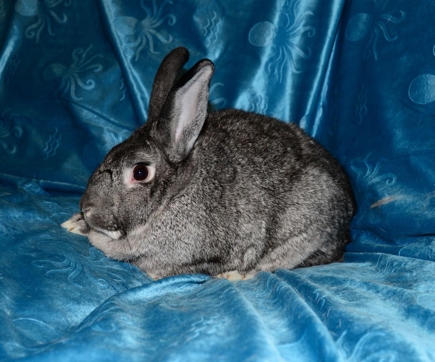 Nigel, Adoptable, Young Male Chinchilla.