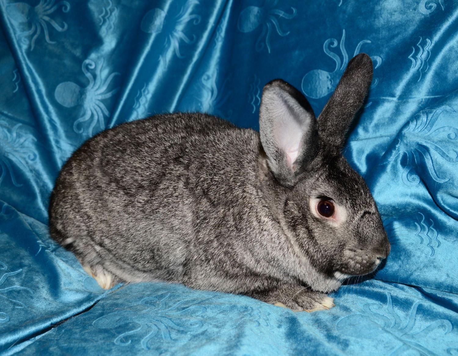 Nigel, a Adoptable Chinchilla in Chesterfield, MO image 2/3
