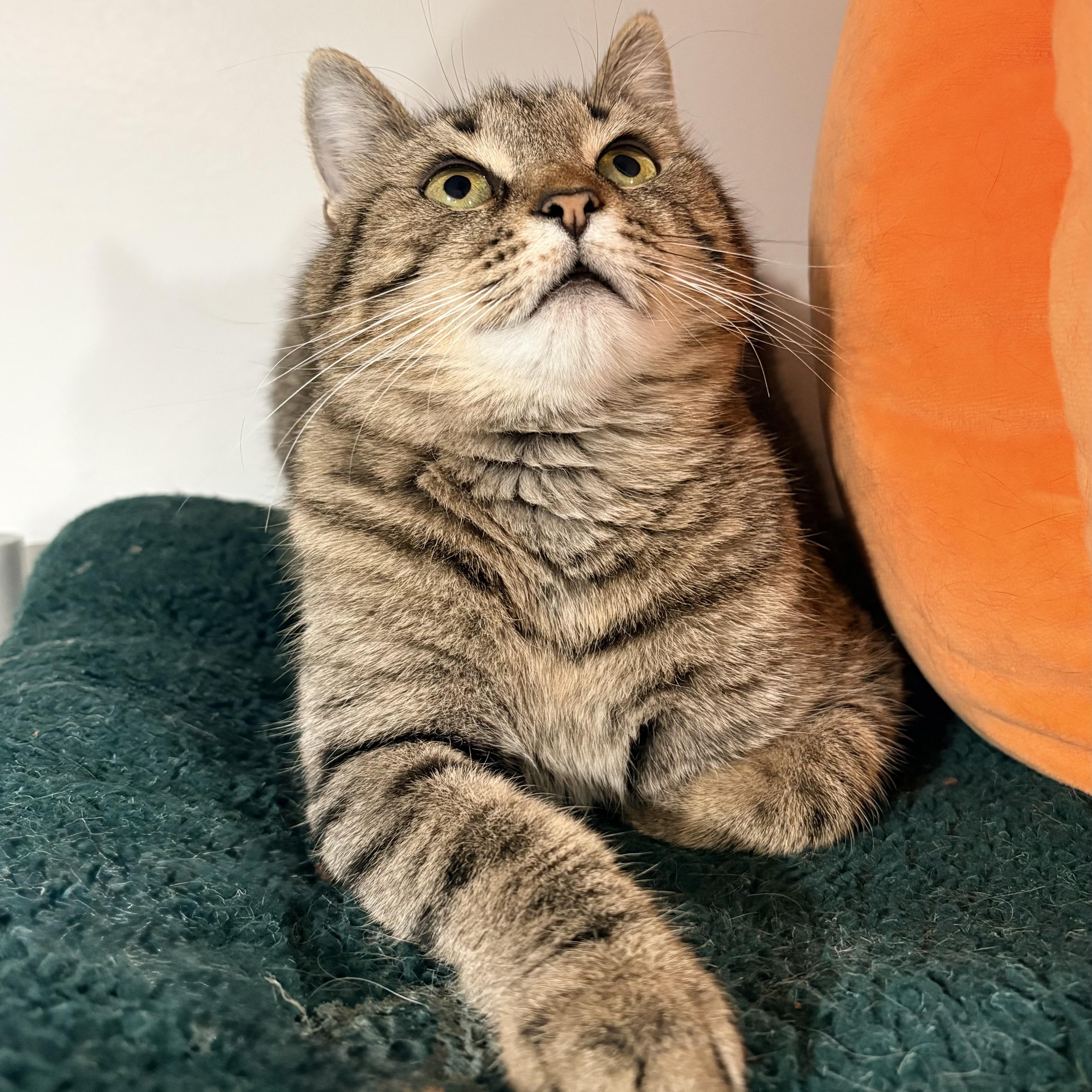 Enlarge Shelby, a Adoptable Domestic Short Hair in North Huntingdon, PA image 1/6