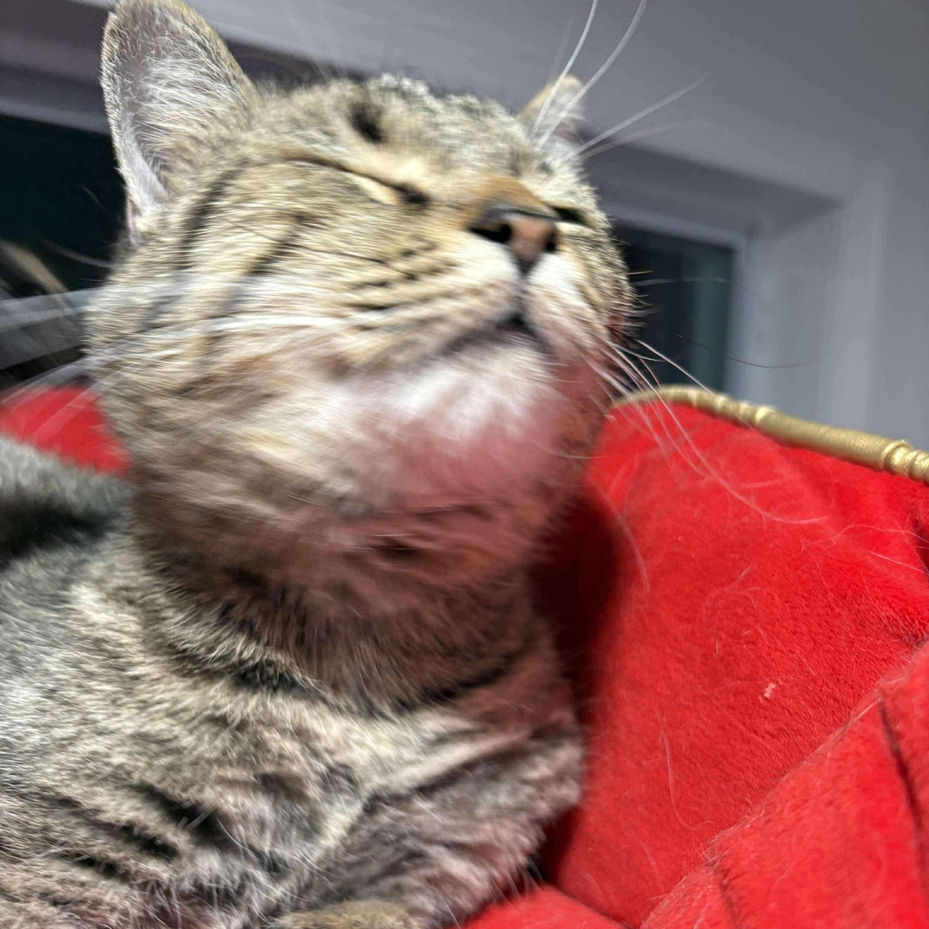 Enlarge Shelby, a Adoptable Domestic Short Hair in North Huntingdon, PA image 2/6