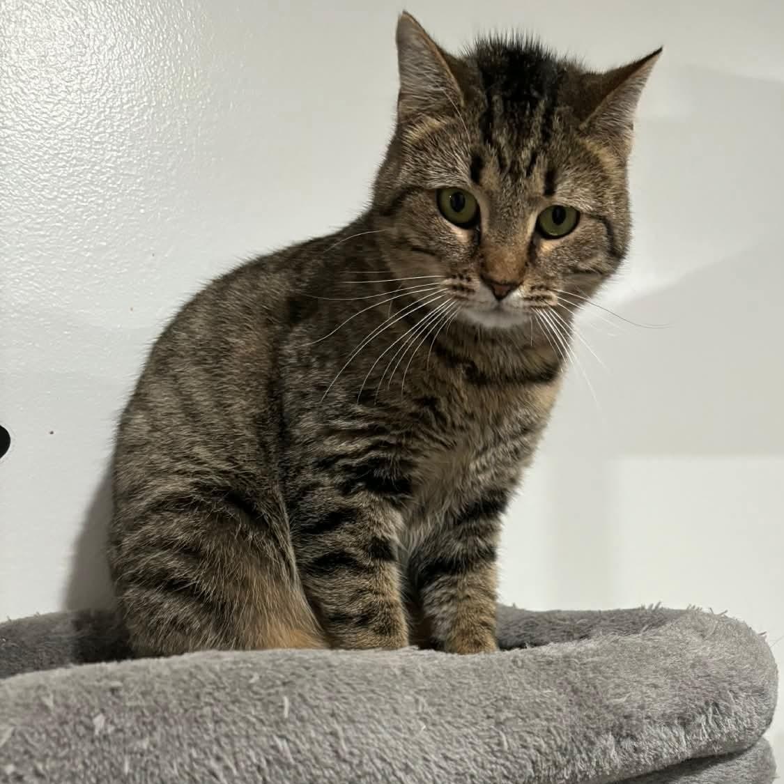 Enlarge Shelby, a Adoptable Domestic Short Hair in North Huntingdon, PA image 6/6