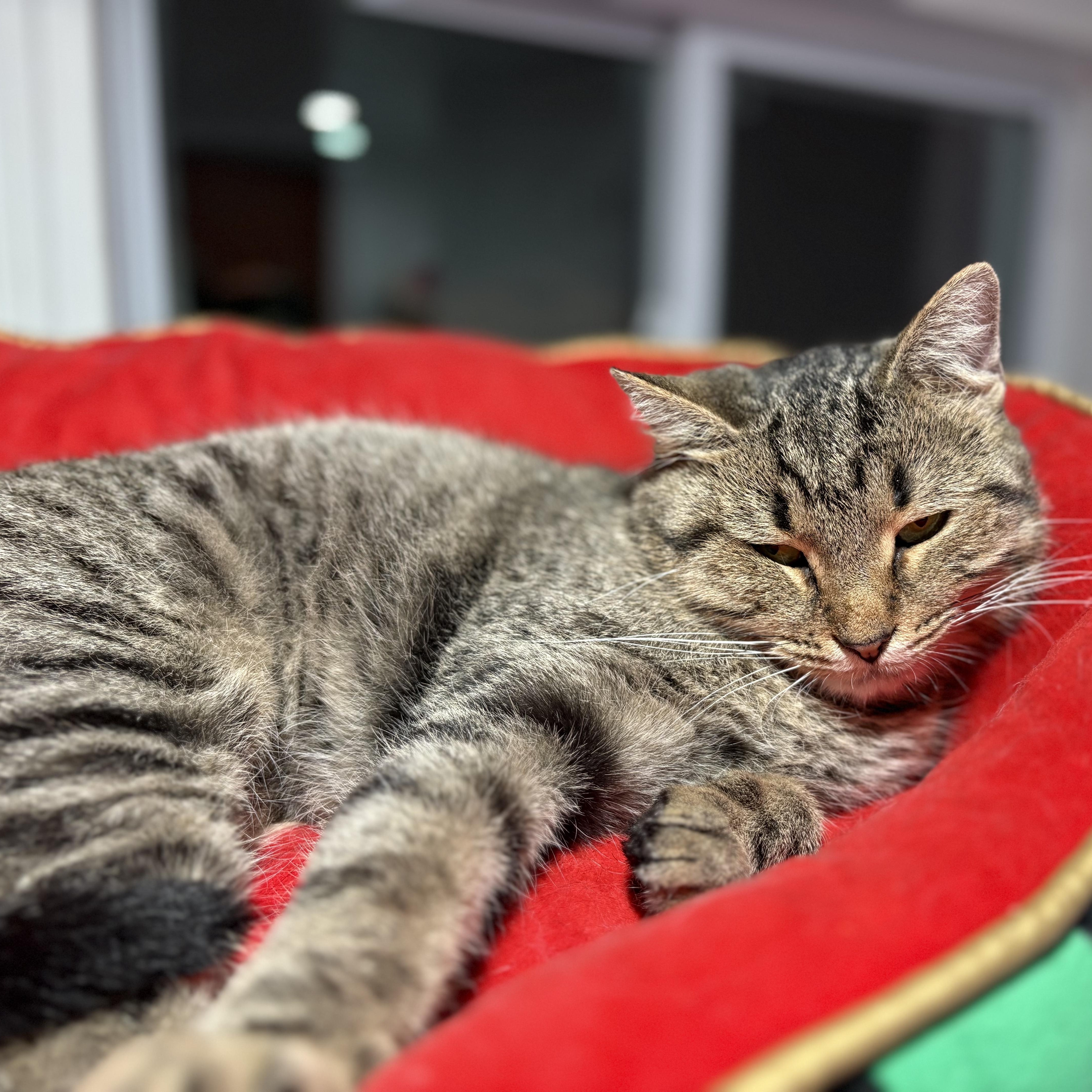 Enlarge Shelby, a Adoptable Domestic Short Hair in North Huntingdon, PA image 4/6