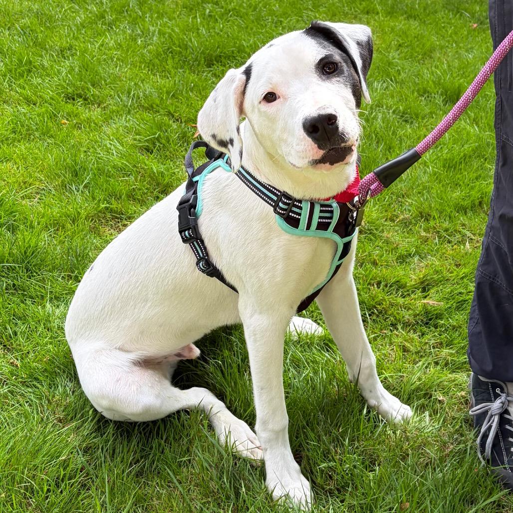 Sebastian, Adoptable, Young Male Labrador Retriever & Dalmatian.