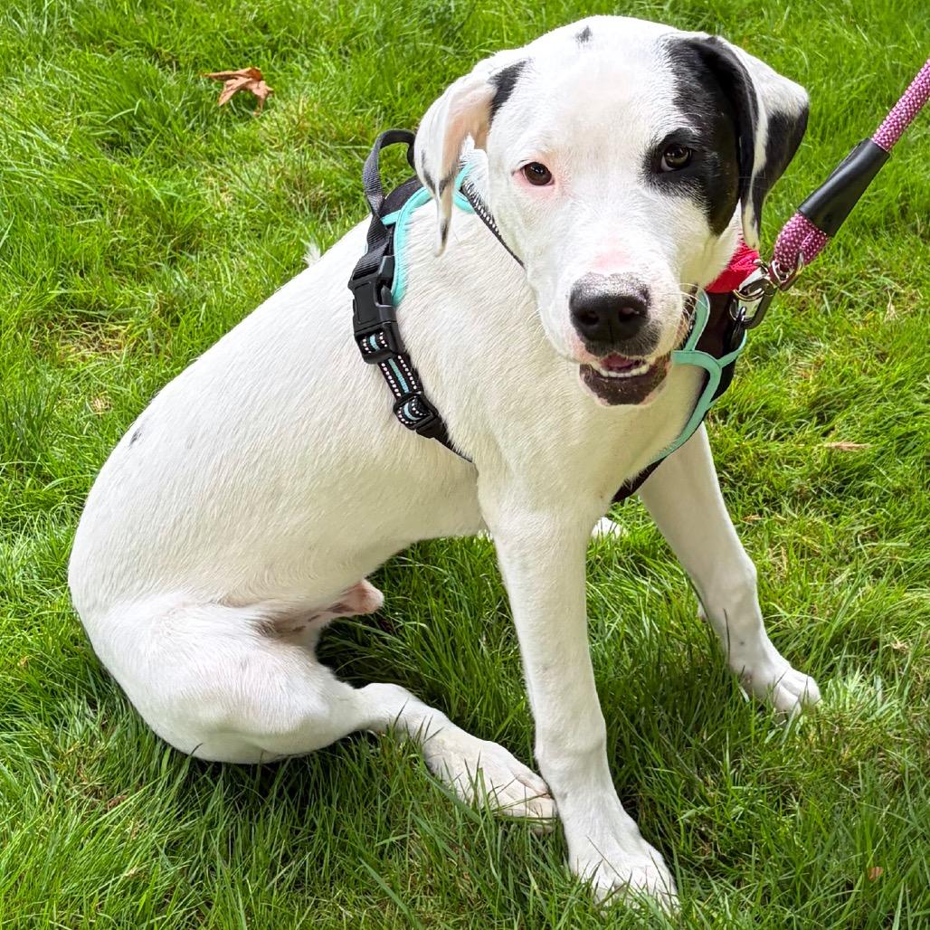 Enlarge Sebastian, a Adoptable mixed breed in Woodinville, WA image 2/4