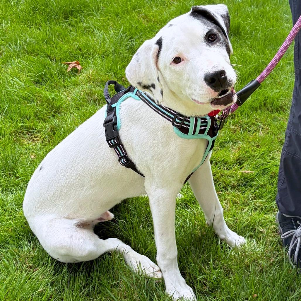 Enlarge Sebastian, a Adoptable mixed breed in Woodinville, WA image 3/4