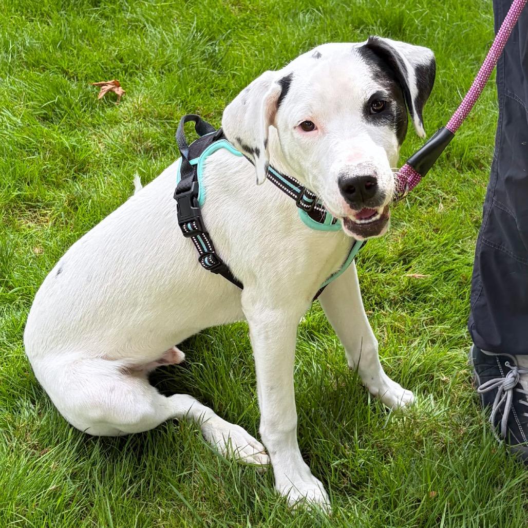 Enlarge Sebastian, a Adoptable mixed breed in Woodinville, WA image 4/4