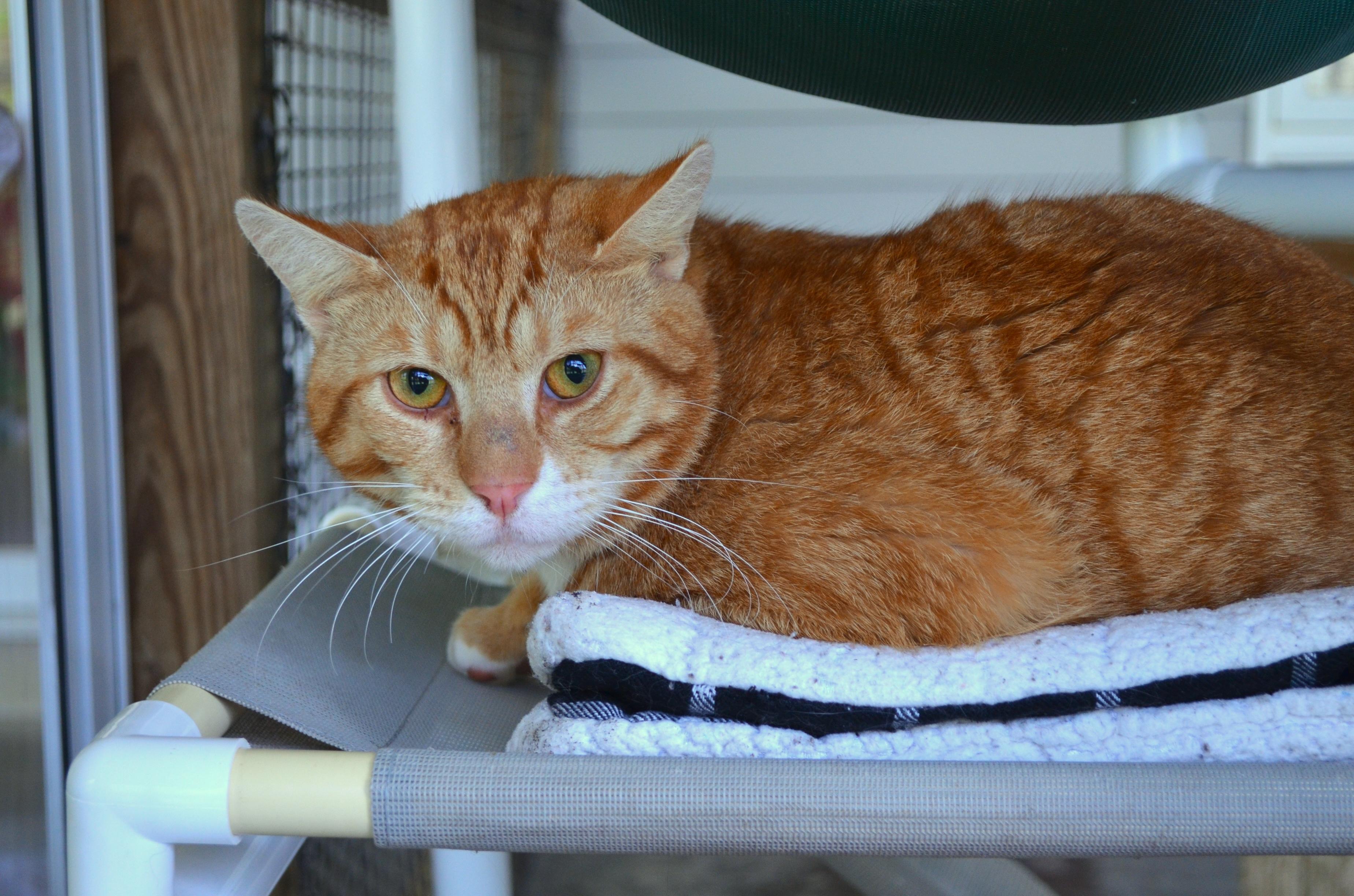 Enlarge Nelsen, a Adoptable Domestic Short Hair in Westbrook, CT image 2/4
