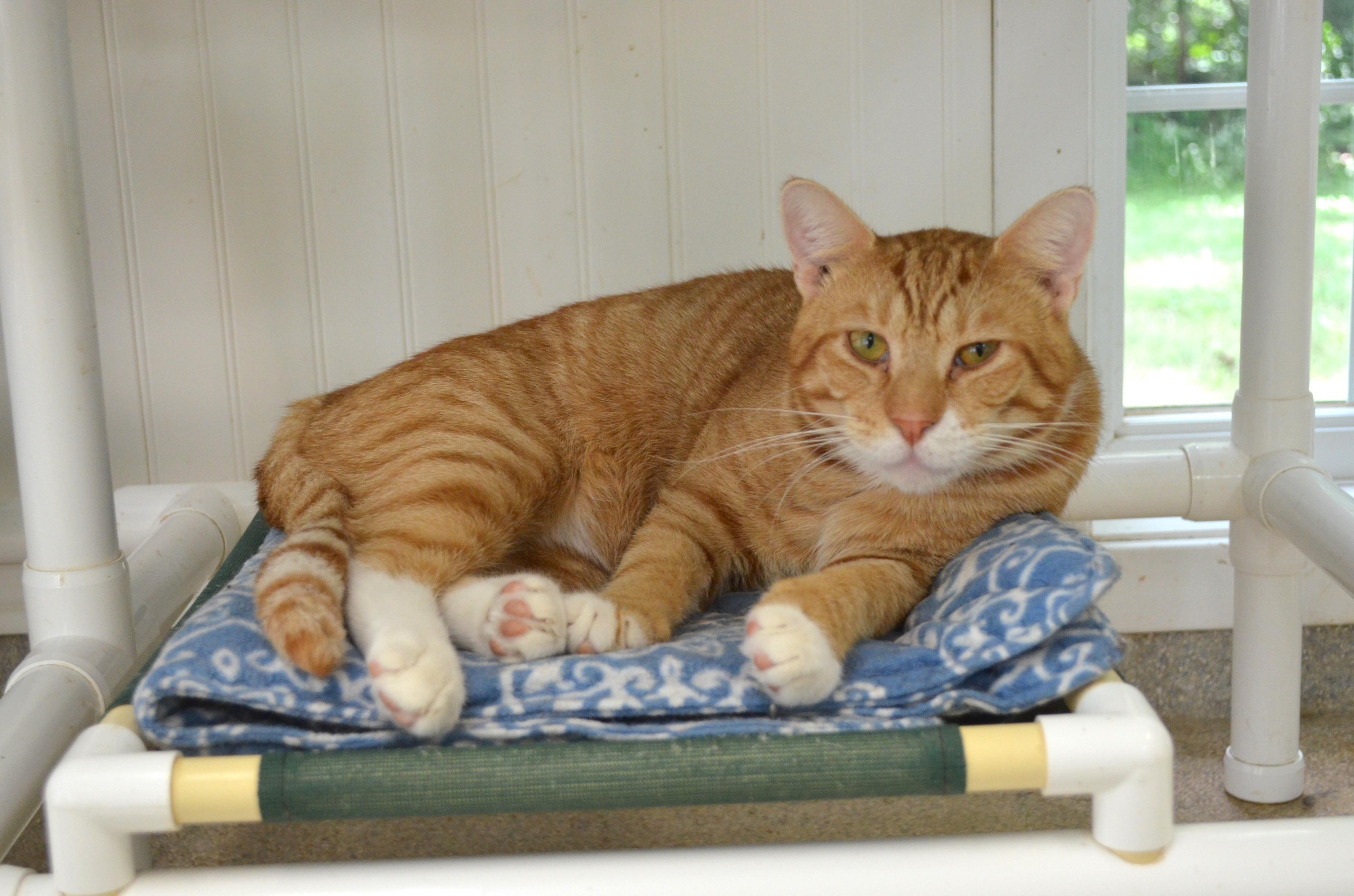 Enlarge Nelsen, a Adoptable Domestic Short Hair in Westbrook, CT image 3/4