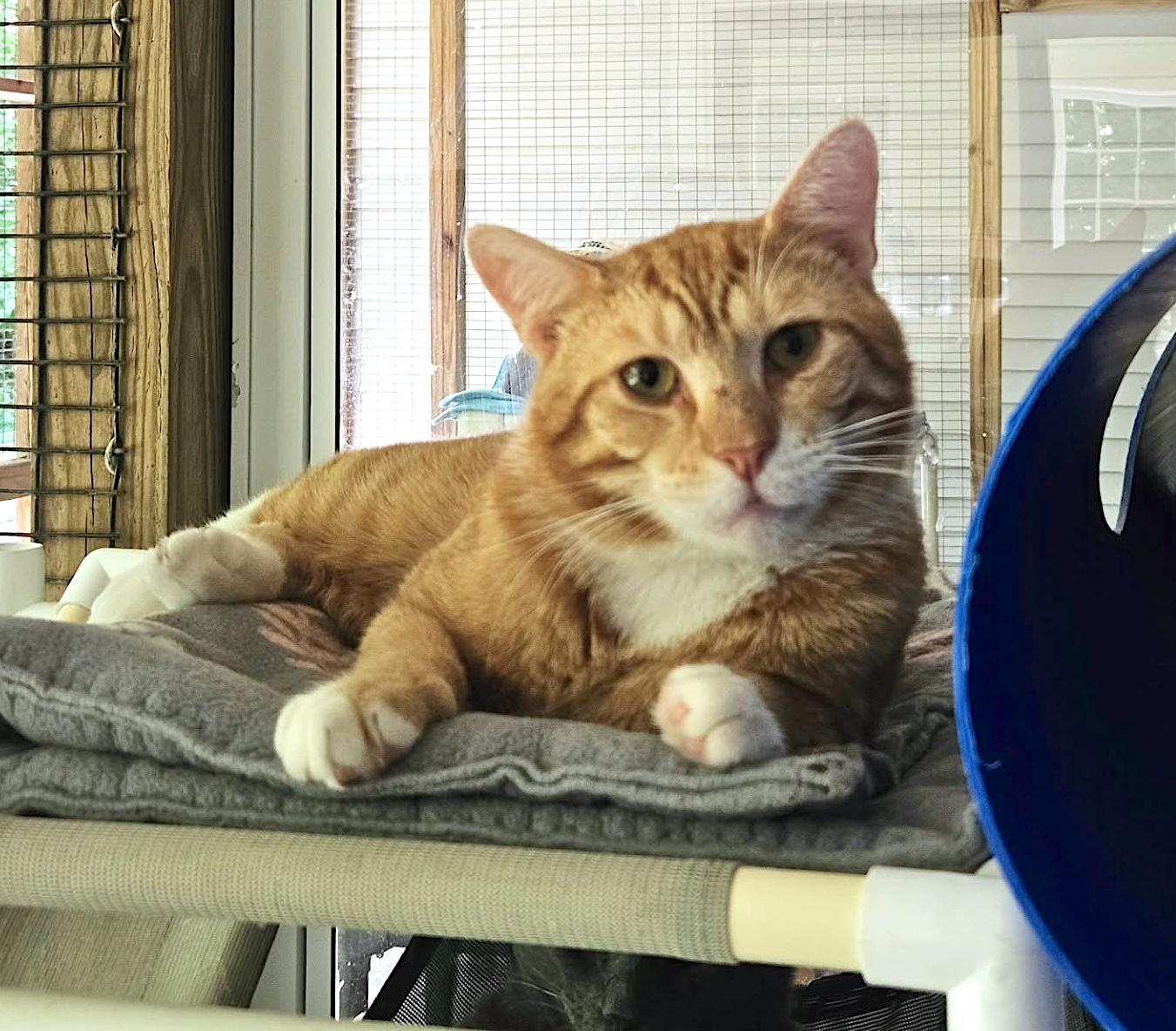 Enlarge Nelsen, a Adoptable Domestic Short Hair in Westbrook, CT image 1/4