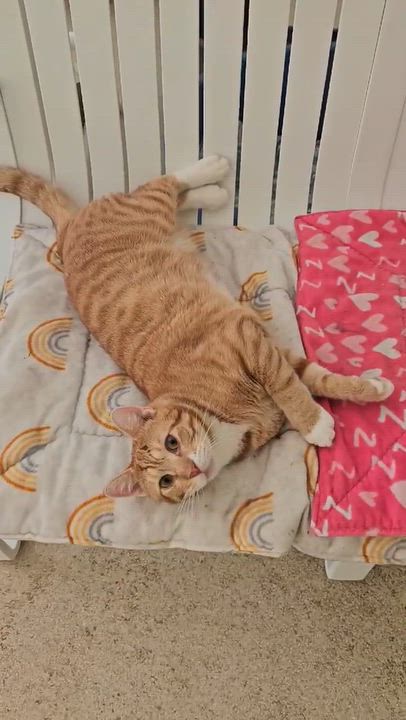 Enlarge Nelsen, a Adoptable Domestic Short Hair in Westbrook, CT video 4/4