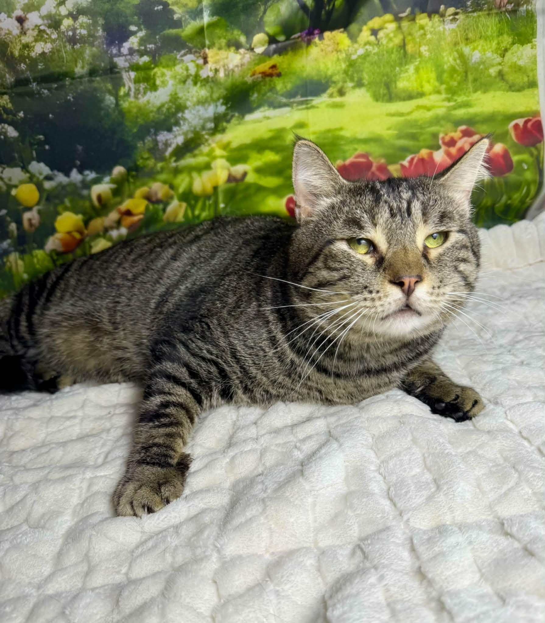 Enlarge Arlo, a Adoptable mixed breed in Greensburg, PA image 3/6