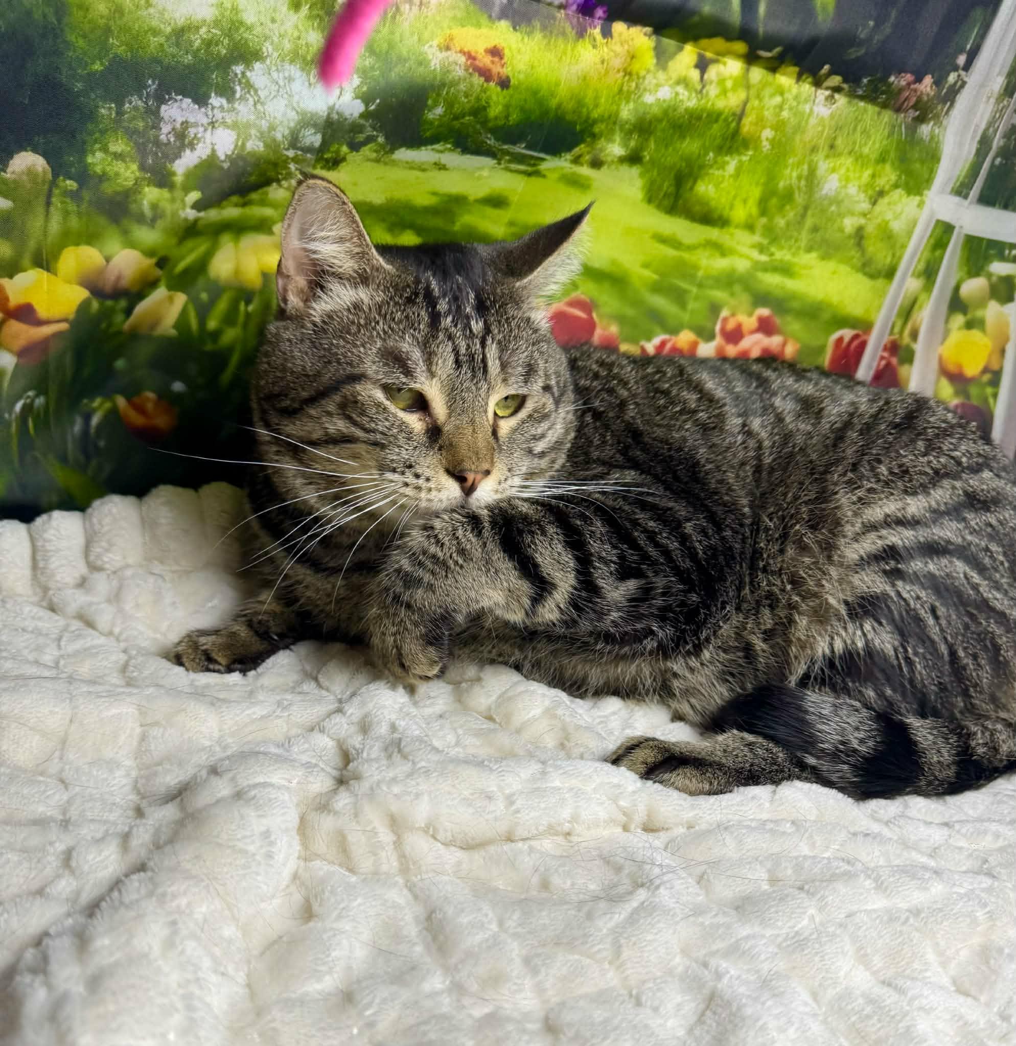 Enlarge Arlo, a Adoptable mixed breed in Greensburg, PA image 2/6