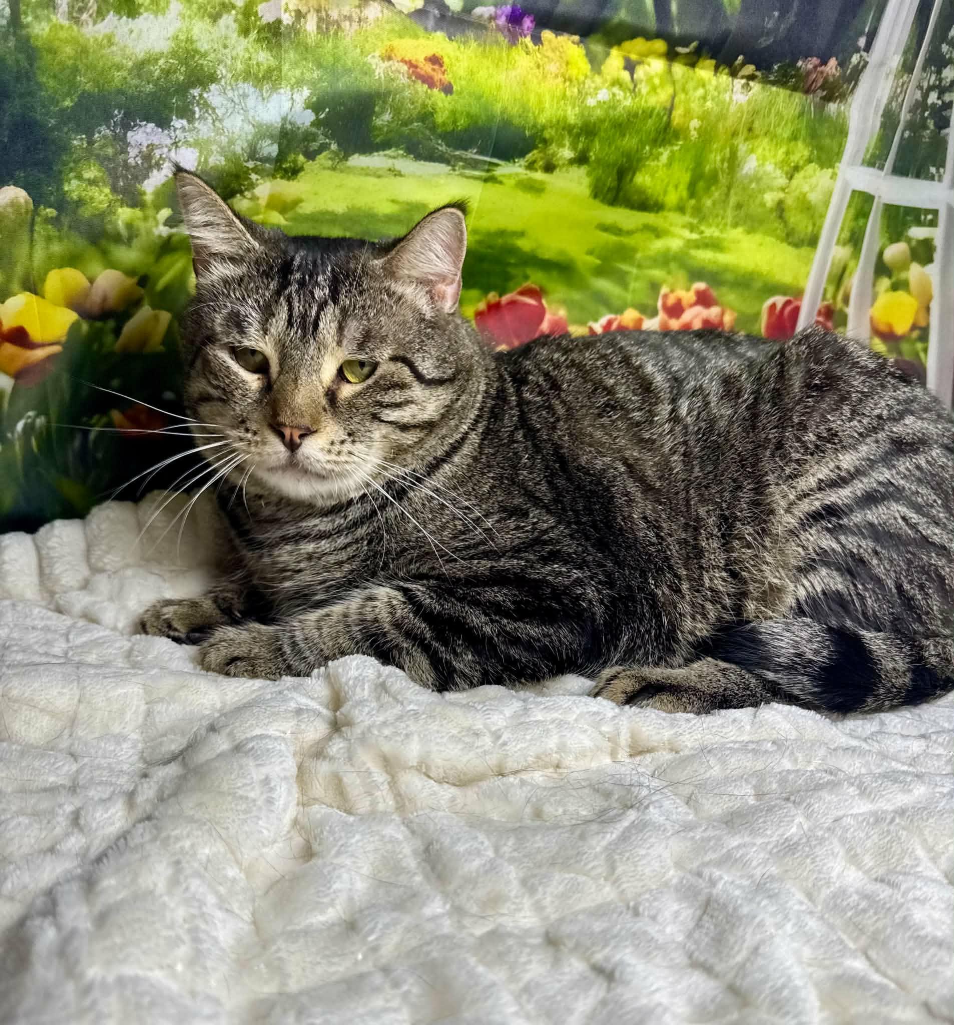 Enlarge Arlo, a Adoptable mixed breed in Greensburg, PA image 4/6