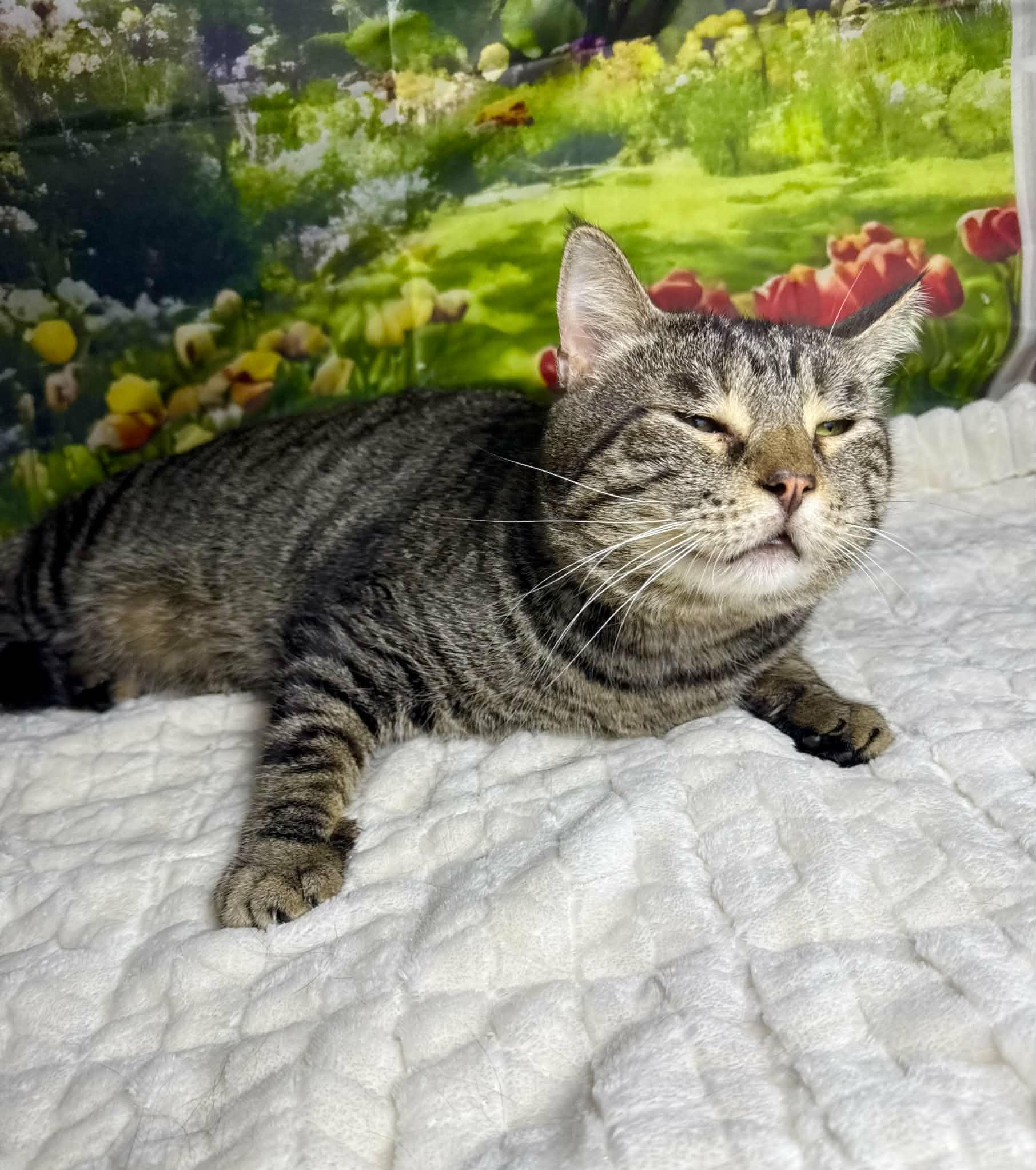 Enlarge Arlo, a Adoptable mixed breed in Greensburg, PA image 5/6