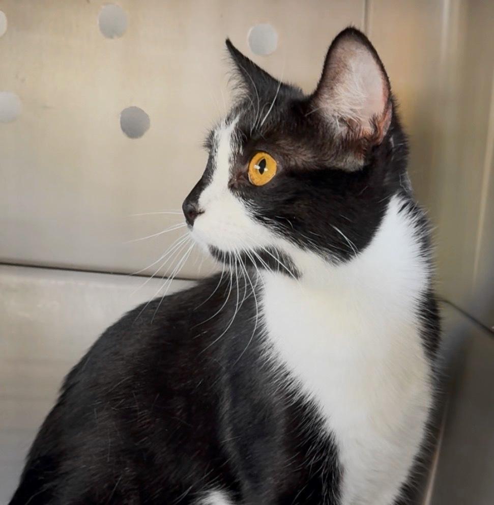 Princess, a Adoptable Domestic Short Hair in Silver Spring, MD image 3/6