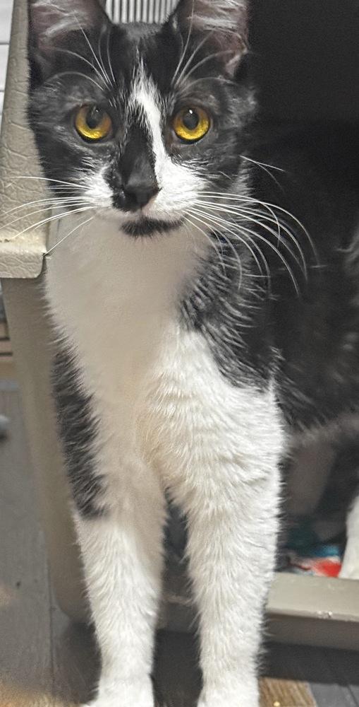 Princess, a Adoptable Domestic Short Hair in Silver Spring, MD image 4/6