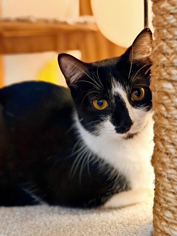 Princess, a Adoptable Domestic Short Hair in Silver Spring, MD image 5/6