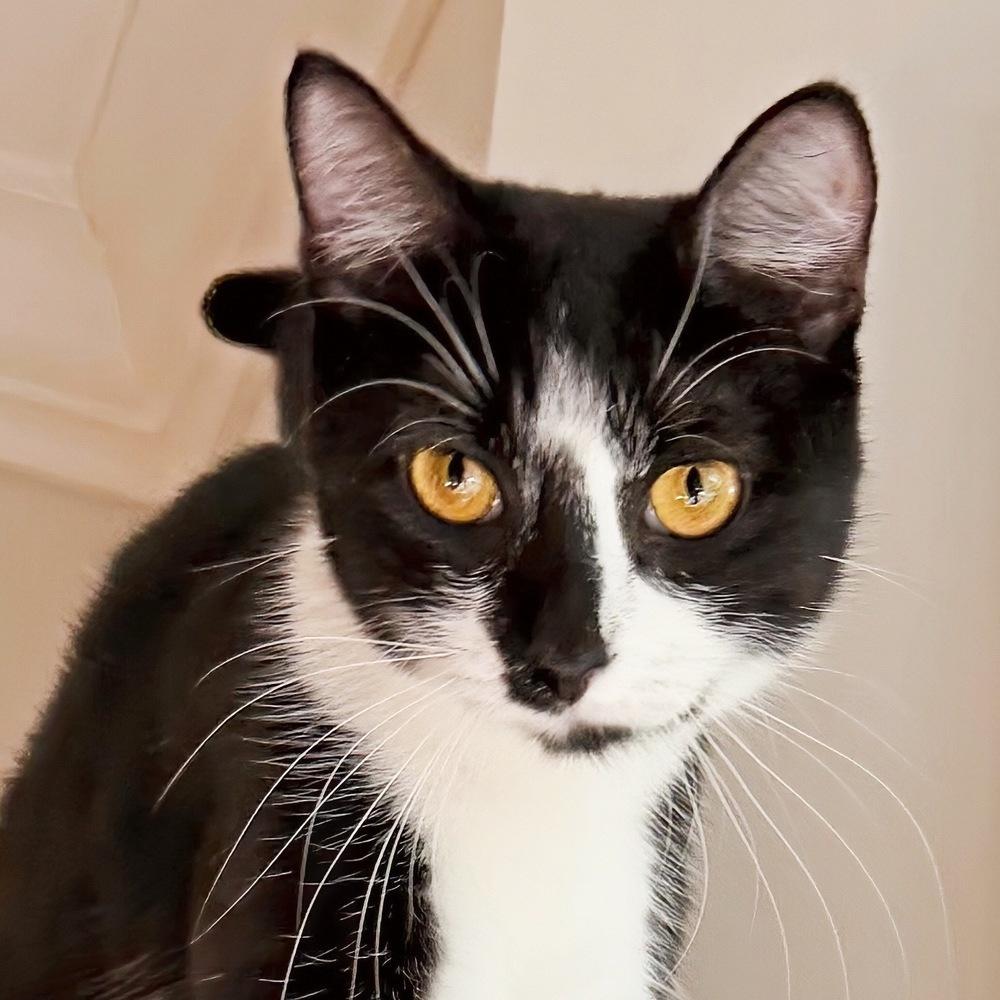 Princess, a Adoptable Domestic Short Hair in Silver Spring, MD image 1/6