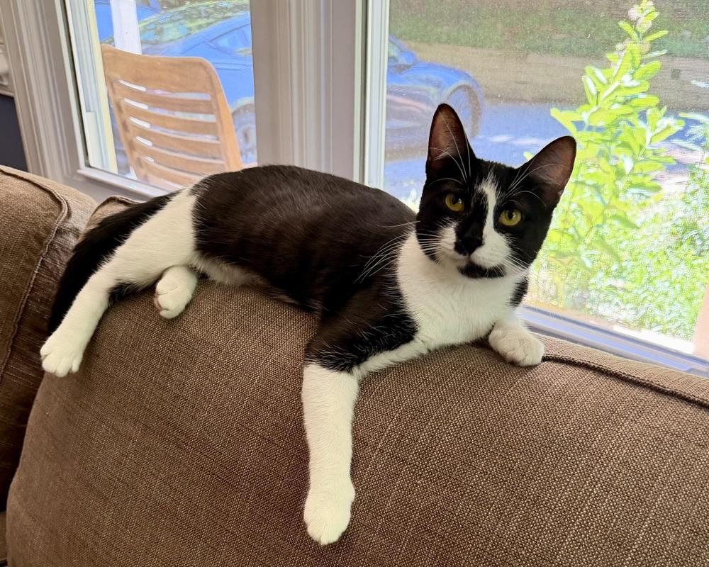 Princess, Adoptable, Young Female Domestic Short Hair.