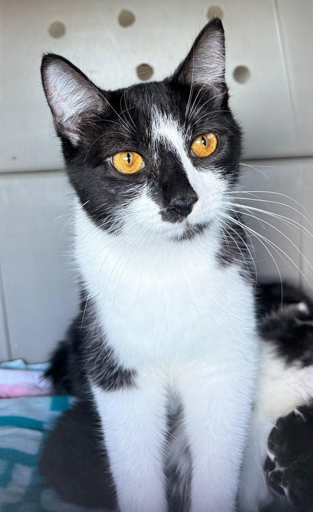 Princess, a Adoptable Domestic Short Hair in Silver Spring, MD image 2/6