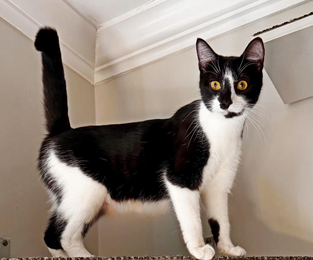 Princess, a Adoptable Domestic Short Hair in Silver Spring, MD image 6/6