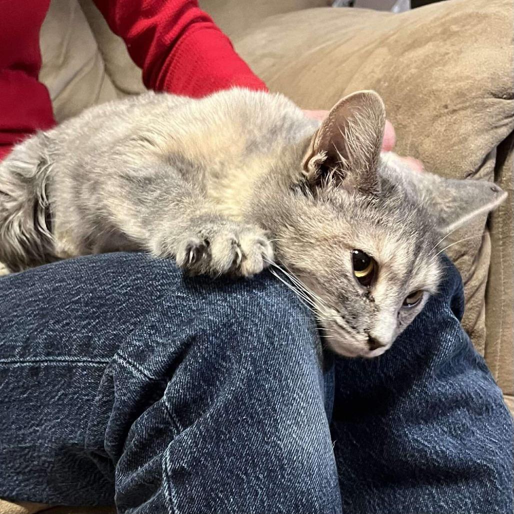 Cuddles, Adoptable, Young Female Domestic Short Hair & Domestic Short Hair.