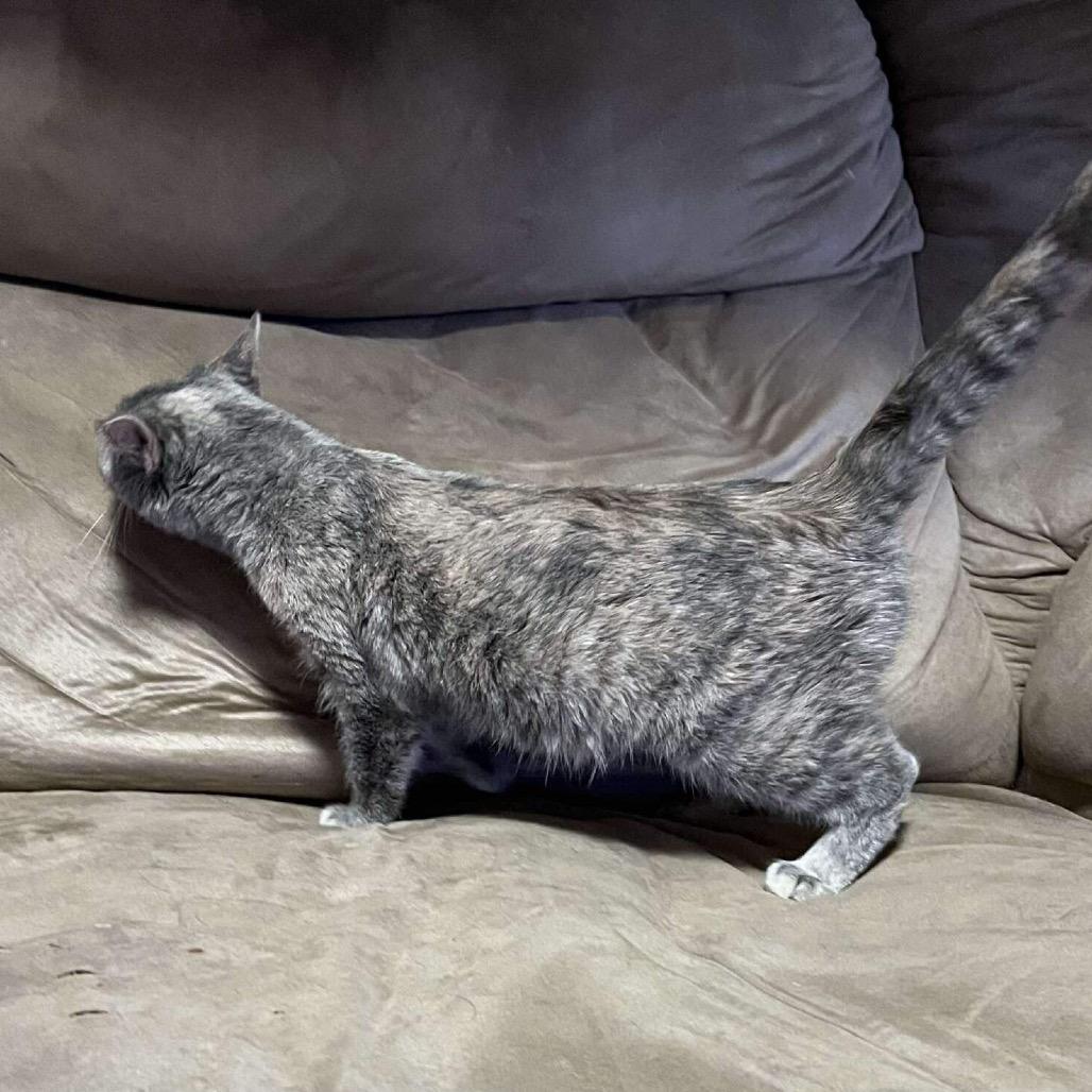 Enlarge Cuddles, a Adoptable mixed breed in Morganfield, KY image 2/2