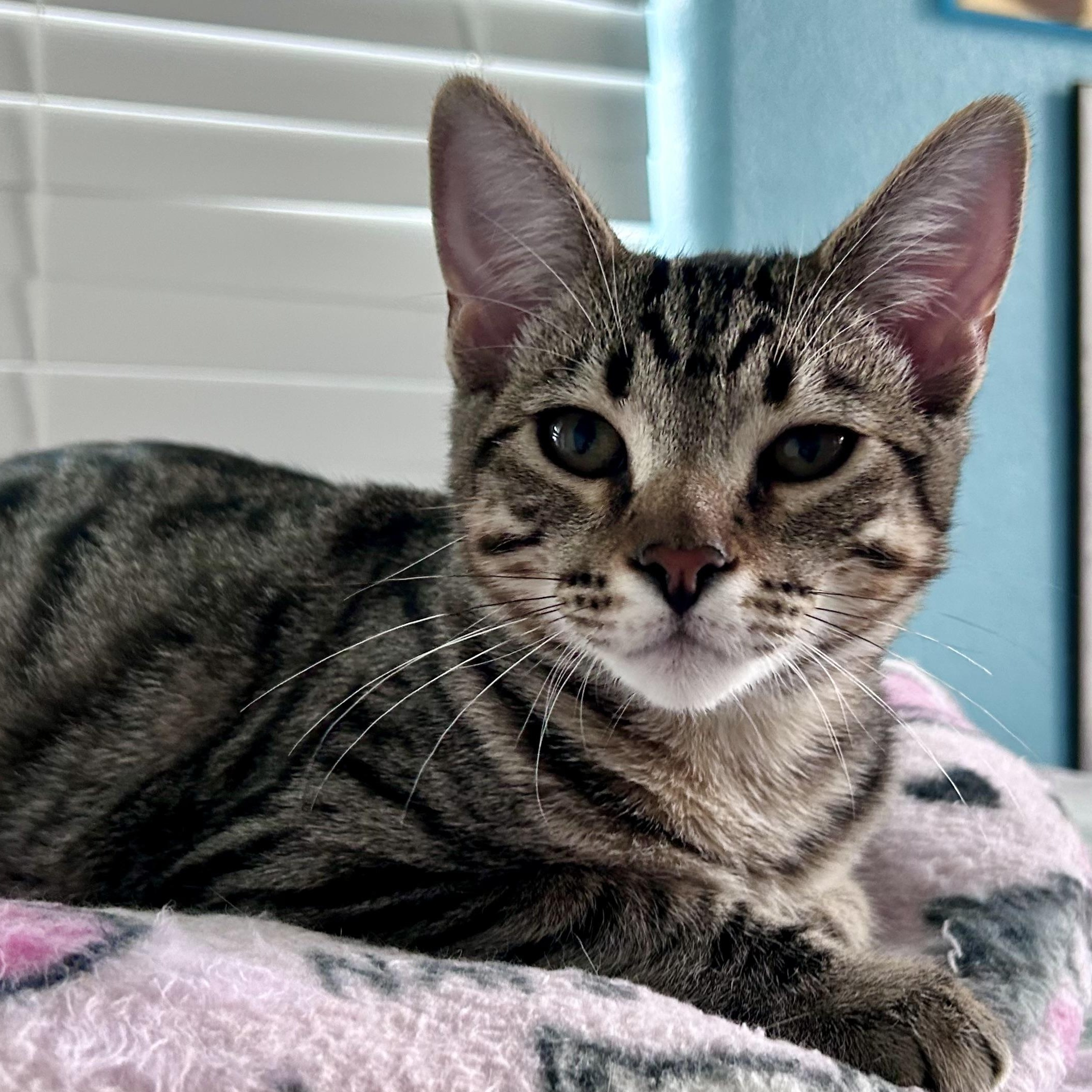 Maco, Adoptable, Young Male Tabby.