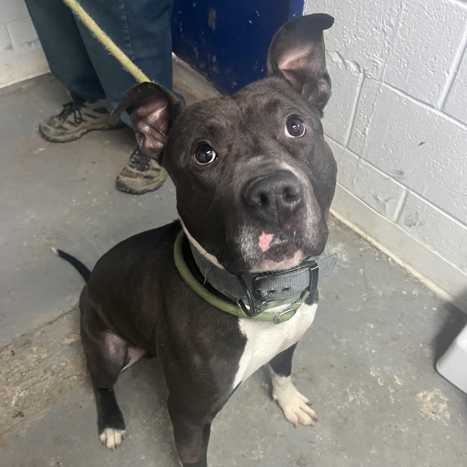 Geodude, an adopted Pit Bull Terrier in Danville, PA image 2/2