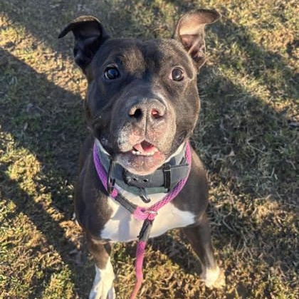 Geodude, adopted, Adult Male Pit Bull Terrier.