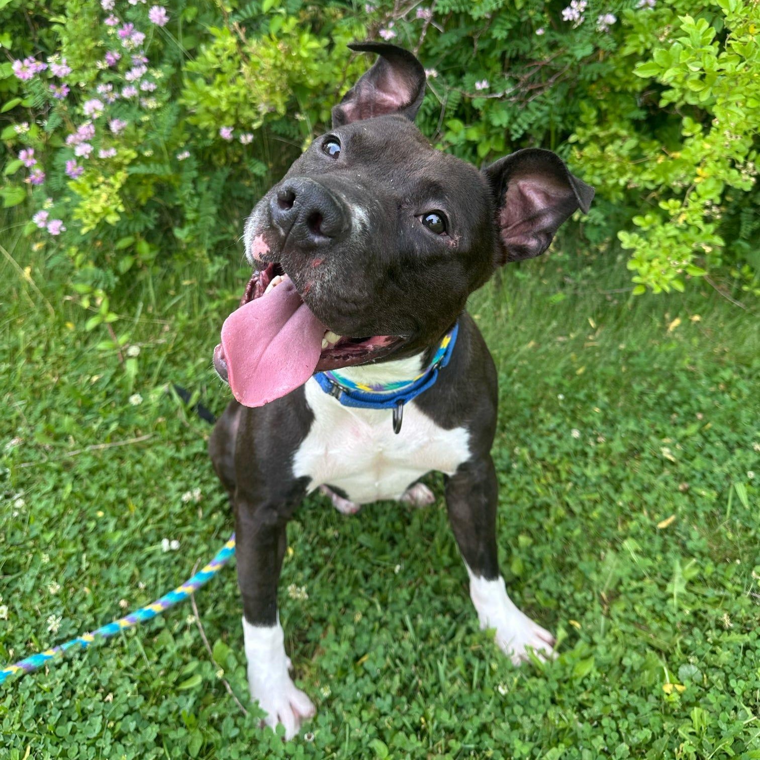 Enlarge Geo, a Adoptable Pit Bull Terrier in Philadelphia, PA image 1/3