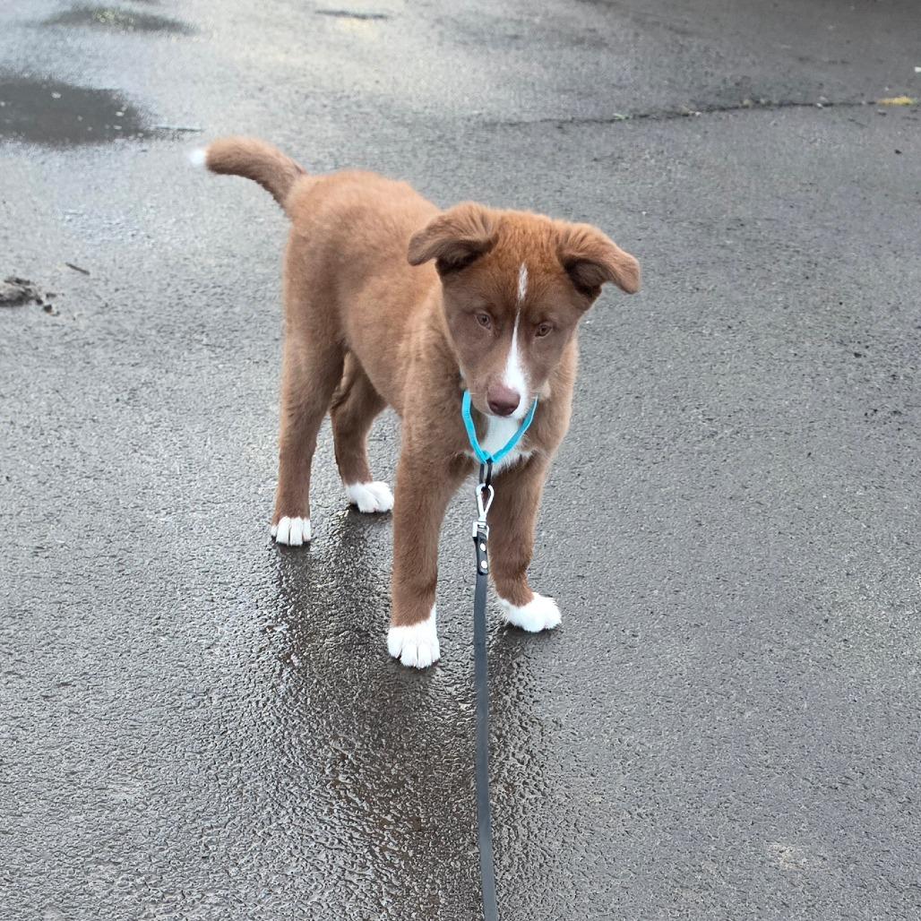 Winnie, Adoptable, Puppy Female Mixed Breed.
