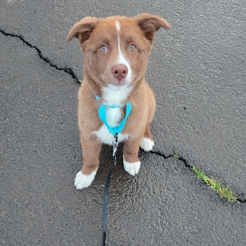 Enlarge Winnie, a Adoptable Mixed Breed in Centralia, WA image 2/5