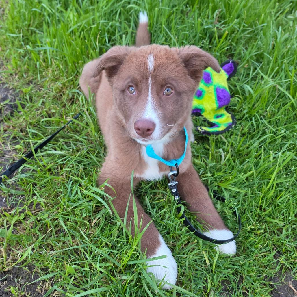 Enlarge Winnie, a Adoptable Mixed Breed in Centralia, WA image 3/5