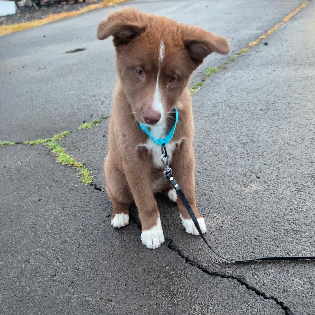Enlarge Winnie, a Adoptable Mixed Breed in Centralia, WA image 4/5