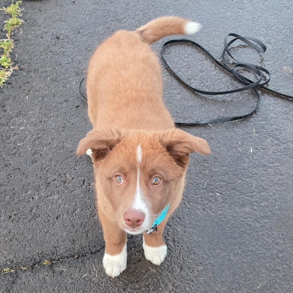Enlarge Winnie, a Adoptable Mixed Breed in Centralia, WA image 5/5
