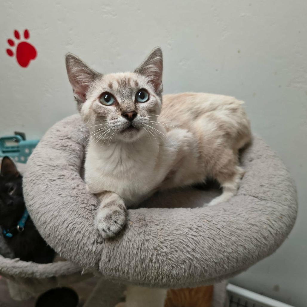 Antony, Adoptable, Kitten Male Domestic Short Hair & Siamese.