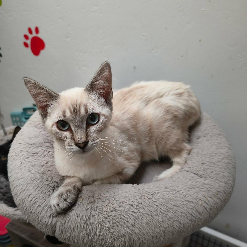 Enlarge Antony, a Adoptable mixed breed in Las Cruces, NM image 2/3