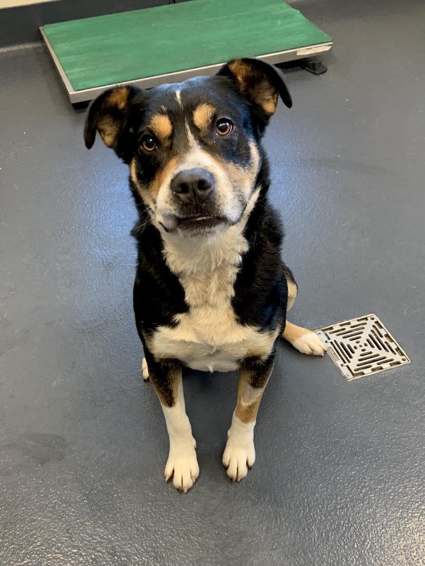 Enlarge Max, a Adopted mixed breed in Brevard, NC image 2/6