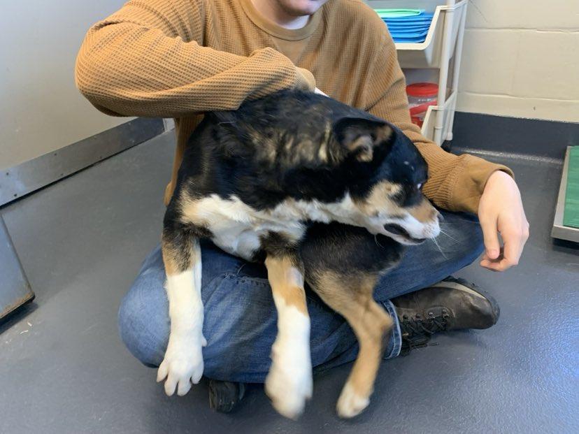 Enlarge Max, a Adopted mixed breed in Brevard, NC image 6/6