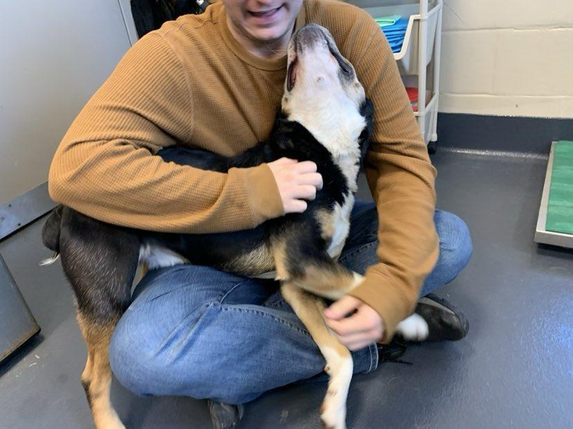 Enlarge Max, a Adopted mixed breed in Brevard, NC image 5/6