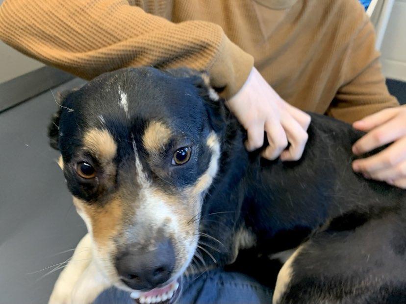 Enlarge Max, a Adopted mixed breed in Brevard, NC image 4/6