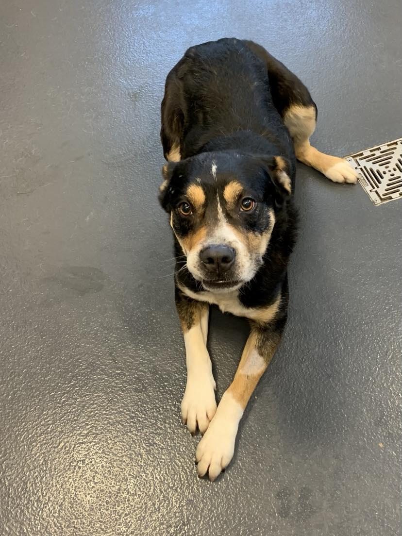 Enlarge Max, a Adopted mixed breed in Brevard, NC image 3/6