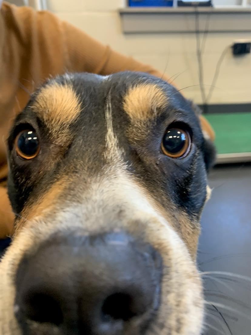 Max, Adopted, Adult Male Mixed Breed.